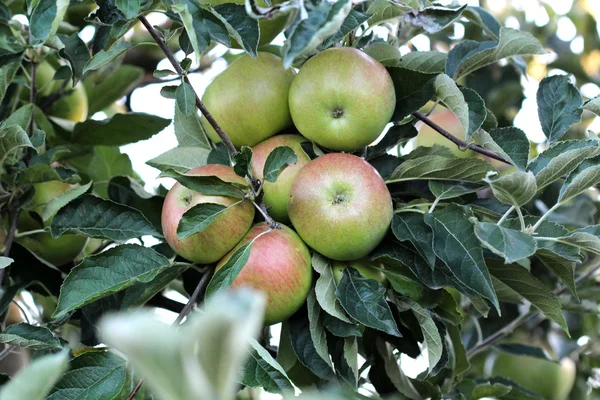 Jabłka w sadzie, rano strzał — Zdjęcie stockowe
