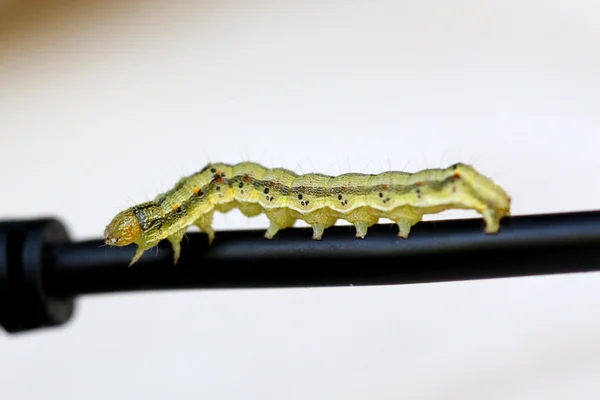 yellow green caterpillar on a electric cable