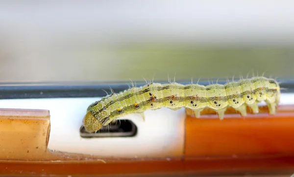Stor grön larv på en smartphone — Stockfoto