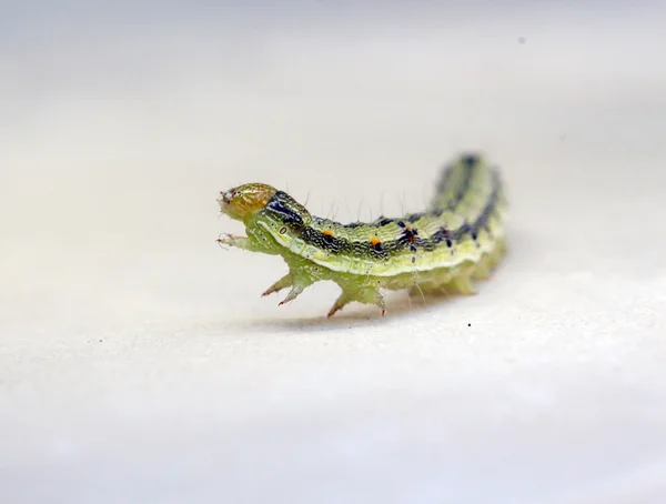 Chenille jaune verte sur fond blanc — Photo