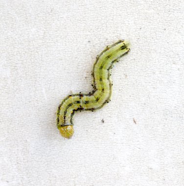 yellow green caterpillar on a white background clipart