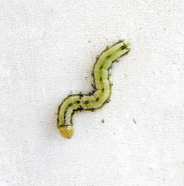 Gul grön larv på vit bakgrund — Stockfoto