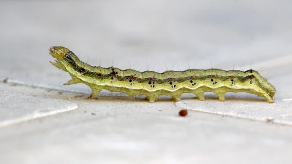 Chenille jaune verte sur fond blanc — Photo