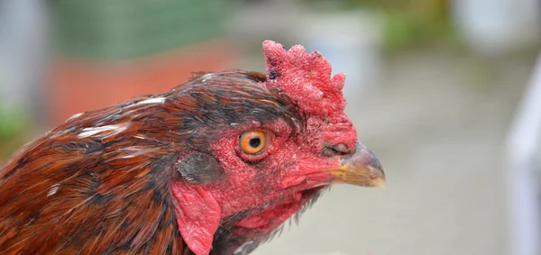 Oiseau de coq à vendre dans un marché fermier — Photo