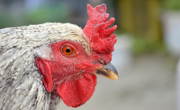 Tupp fågel till salu på en farmer market — Stockfoto