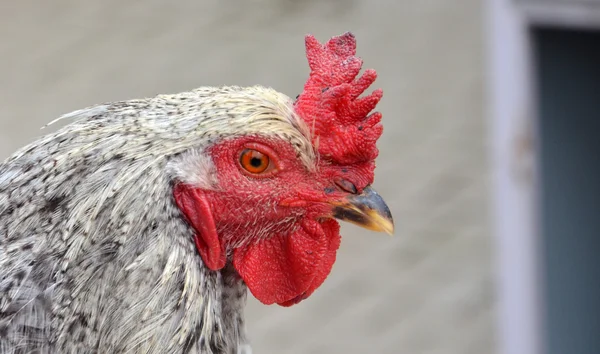 Tupp fågel till salu på en farmer market — Stockfoto