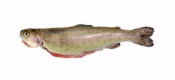 Fisch aus dem See zum Grillen zubereitet — Stockfoto