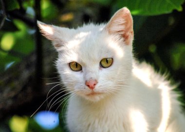 Beyaz arka planda kedi yavrusu