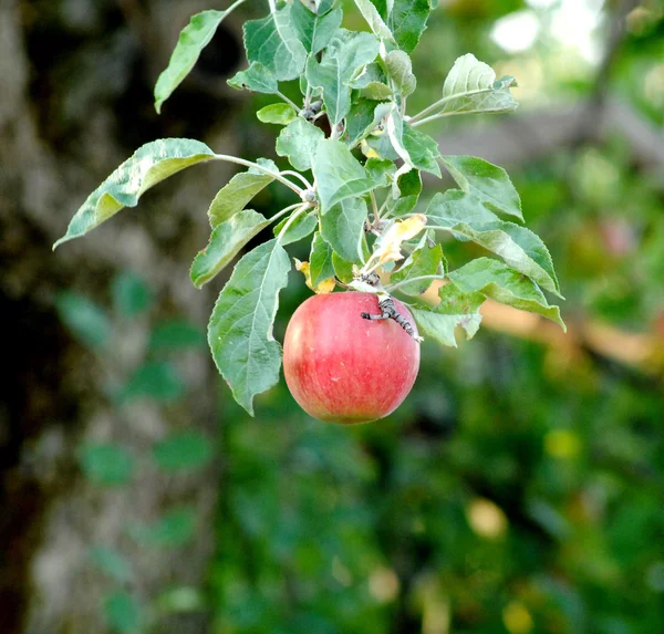 Branch of growing apples in the morning — Stock Photo, Image