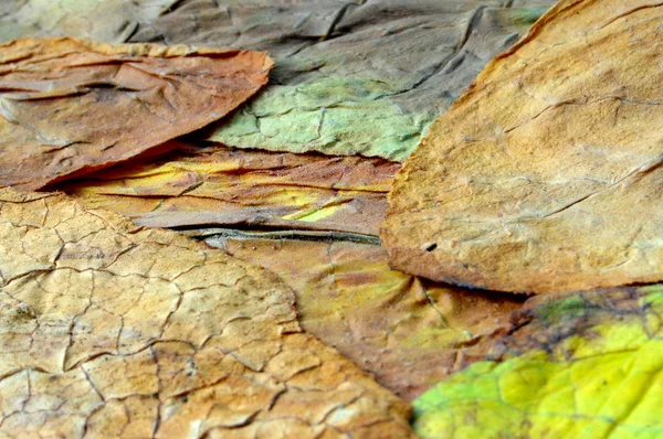 건조 잎 담배 근접 촬영 — 스톡 사진
