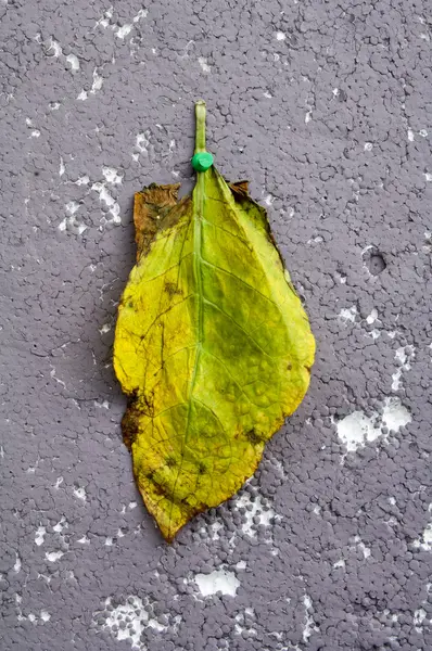 乾燥葉たばこのクローズ アップ — ストック写真