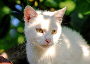 Beyaz arka planda kedi yavrusu