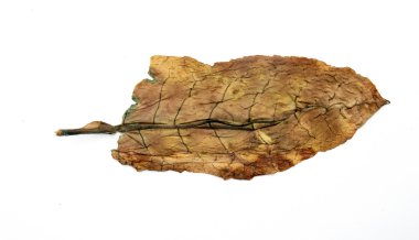 kuru yaprak tütün portre