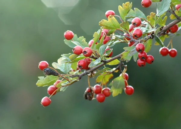 Aubépine mûre en automne. Gros plan — Photo