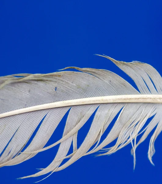 Pluma de pájaro,., tema animal — Foto de Stock