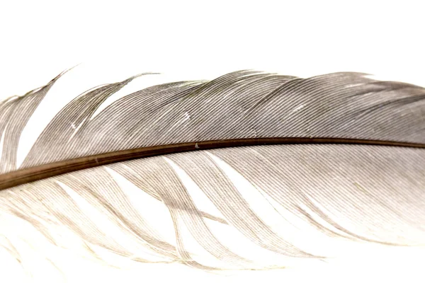 Пташине перо, тема тварин — стокове фото