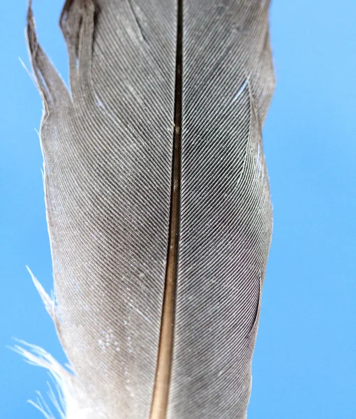 새 깃털,., 동물 테마 — 스톡 사진