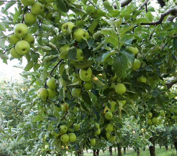 Manzanas en huerto — Foto de Stock