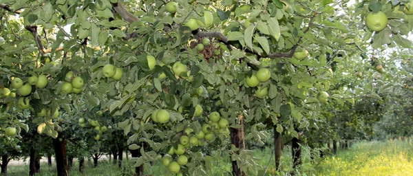 Elma meyve bahçesi — Stok fotoğraf