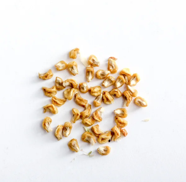 Seeds of a dry okra isolated on the white backgroud. — Stock Photo, Image