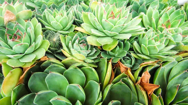 Sempervivum flor, houseleeks — Fotografia de Stock