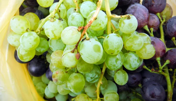 Uvas maduras con gotas de agua . —  Fotos de Stock