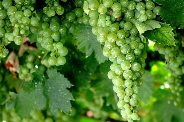 Tros druiven op wijnstokken — Stockfoto