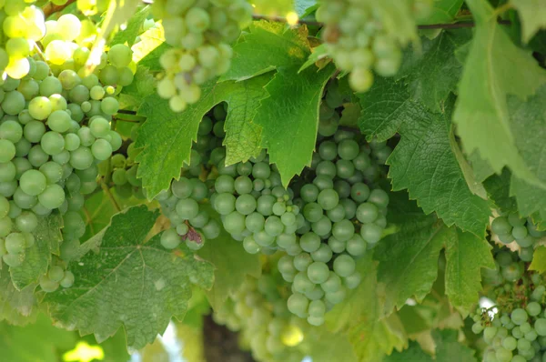 Bunch of grapes on vine — Stock Photo, Image