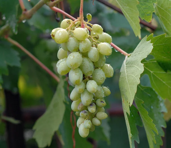 Racimo de uvas en la vid —  Fotos de Stock