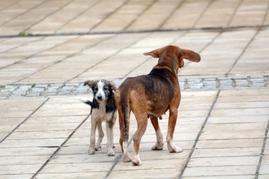  Sokakta başıboş köpekler