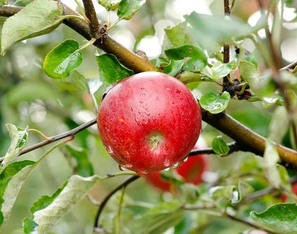 Manzanas en el árbol . — Foto de Stock