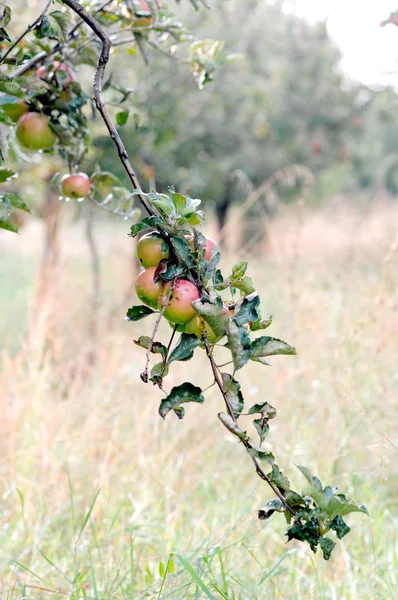 Jabłka na drzewie. — Zdjęcie stockowe