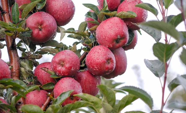 Apples on tree. — Stock Photo, Image