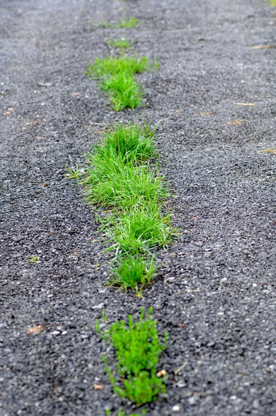 Herbe poussant l'asphalte — Photo