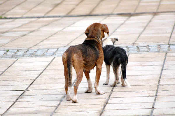 Cães vadios na rua — Fotografia de Stock