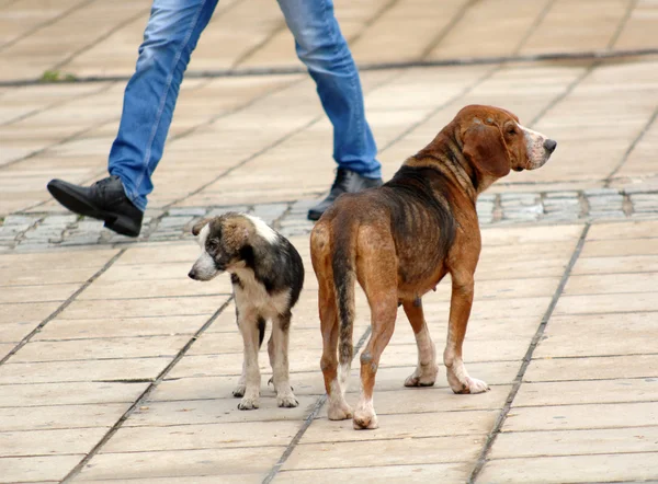 Cães vadios na rua — Fotografia de Stock