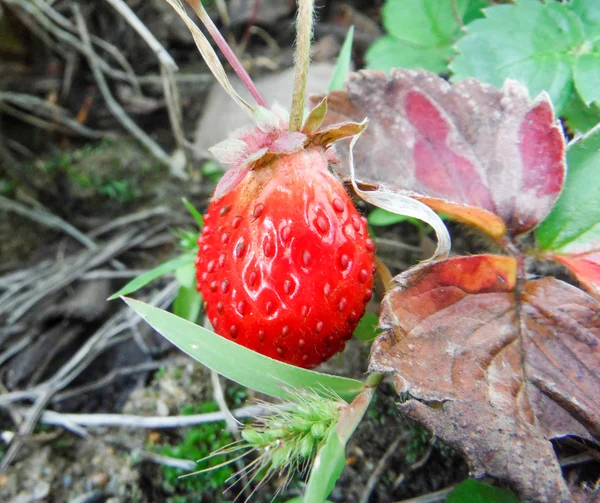 Fragola biologica fresca — Foto Stock