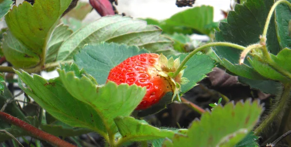 Fraise biologique fraîche — Photo