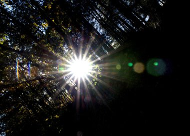 Ağaçların arasından parlayan güneş ışınları, doğa arka planı.