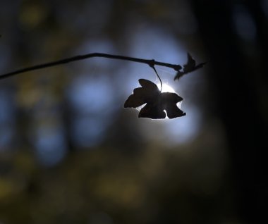 Sonbahar ormanında yapraklar