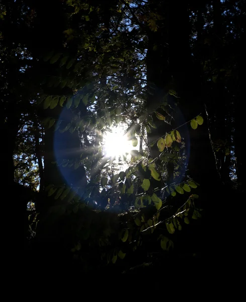 Zonnestralen schijnt door bomen, natuur achtergrond — Stockfoto