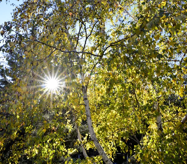 Ağaçların arasından parlayan güneş ışınları, doğa arka planı. — Stok fotoğraf