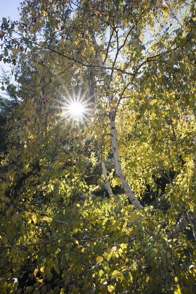 Raios de sol brilhando através de árvores, fundo da natureza — Fotografia de Stock