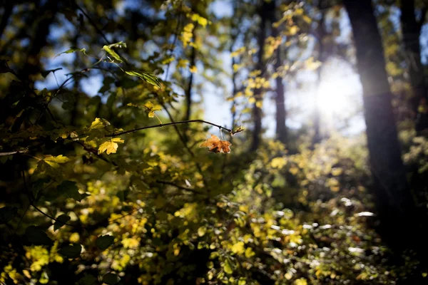 Ağaçların arasından parlayan güneş ışınları, doğa arka planı. — Stok fotoğraf
