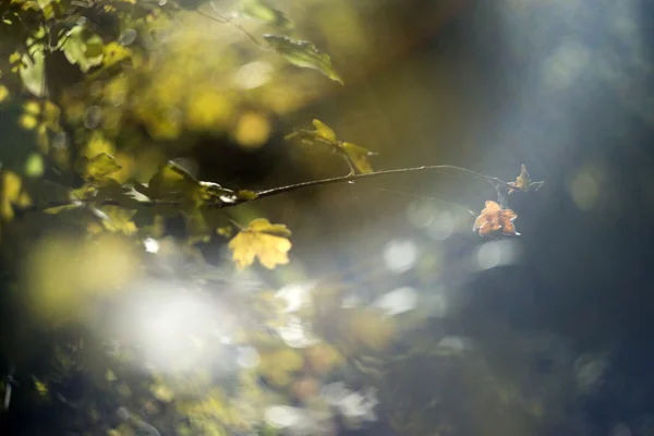 Bladeren in herfstbos — Stockfoto