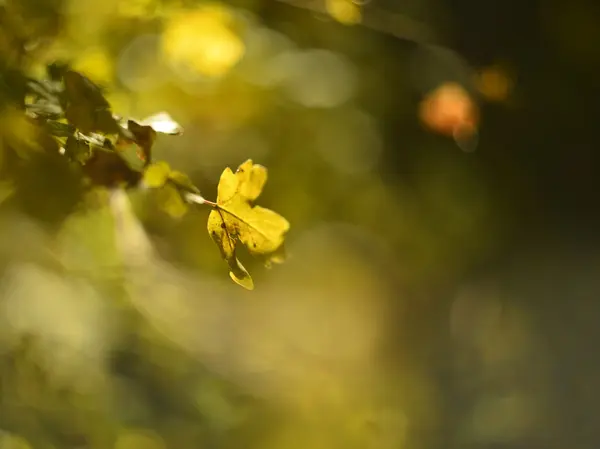 Sonbahar ormanında yapraklar — Stok fotoğraf