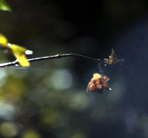 秋天森林里的树叶 — 图库照片