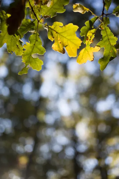 Sonbahar ormanında yapraklar — Stok fotoğraf