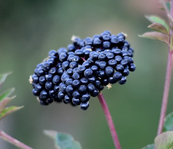 Pflanze eines schwarzen Holunders im Garten auf verschwommenem Hintergrund. — Stockfoto