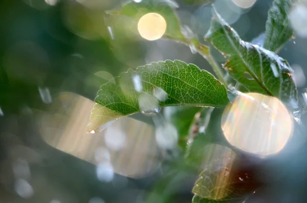 Chuva de água cai levitando no ar — Fotografia de Stock